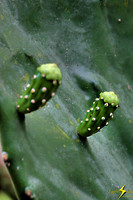 adj_0719_Two cactus buds_fb
