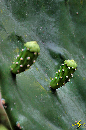 adj_0719_Two cactus buds_fb