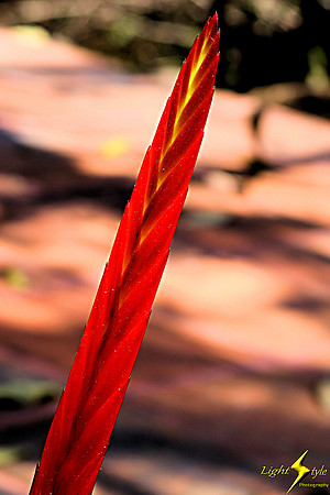 adj_0844_Red bromeliad spear_fb