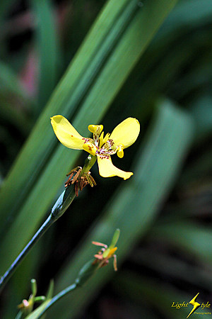 adj_0741_Tiny yellow orchid_fb