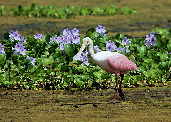 Roseate Spoonbill