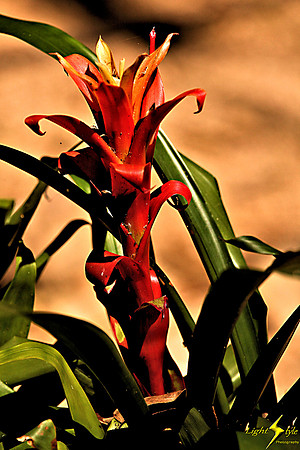 adj_9880_Bromeliad_fb