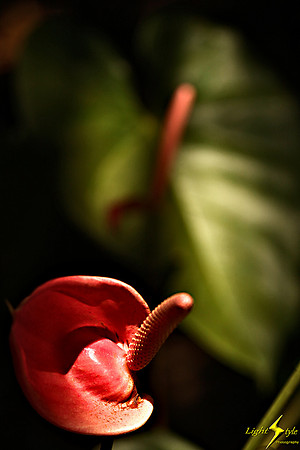 adj_9867_Red anthurium_fb