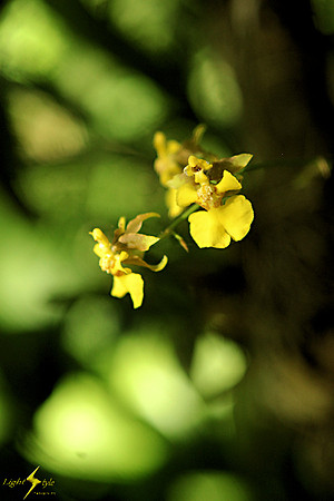 adj_9422_tiny yellow orchid