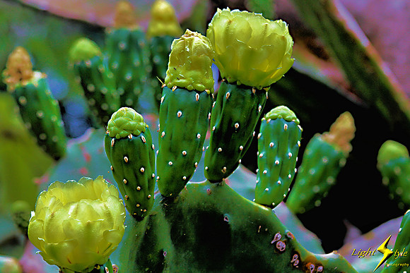adj_0714_Cactus flowers_fb