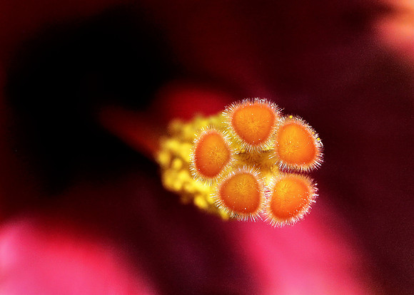 Hibiscus Detail