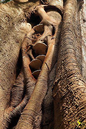 adj_9717_Fungi in fig tree_fb