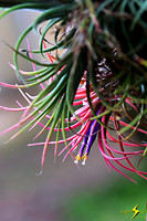 adj_0642_Colored air plant_zoomed_fb
