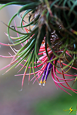 adj_0642_Colored air plant_zoomed_fb