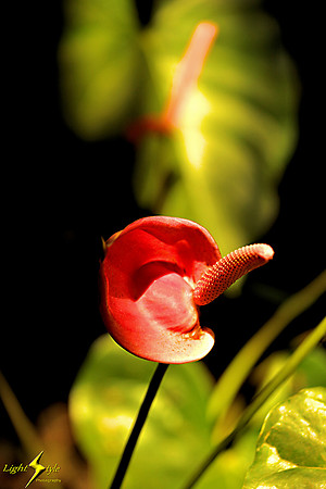adj_9860_Red anthurium_fb