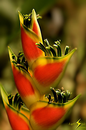 adj_9746_Heliconia zoomed_fb