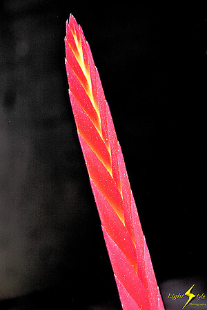 adj_0846_Red bromeliad spear_fb