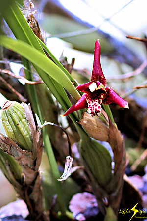 adj_0799_White-purple mottled orchid zoomed_fb