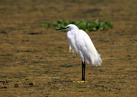 Snowy Egret