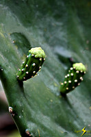 adj_0716_Cactus buds_fb