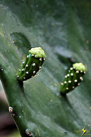 adj_0716_Cactus buds_fb