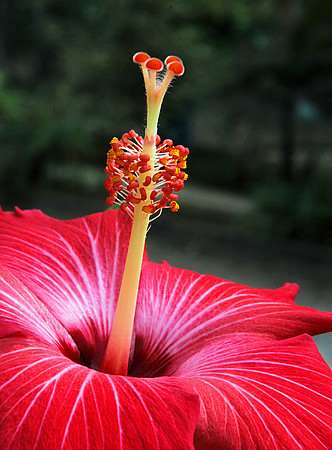Hibiscus Detail