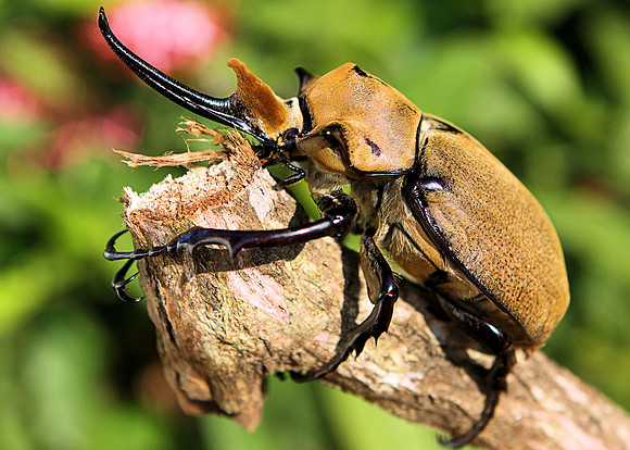 Elephant Beetle