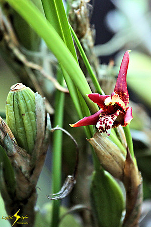adj_0618_Tiny white-purple orchid_fb