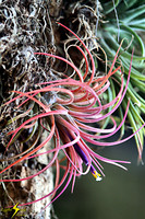 adj_0633_Colored air plant_fb