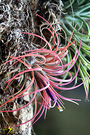 adj_0633_Colored air plant_fb