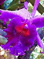 adj_Purple orchid w water droplets_134010