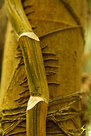 adj_9728_Vine fingers on a tree_fb