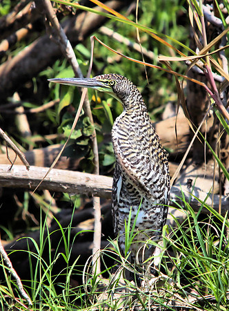 Bare-throated Tiger Heron