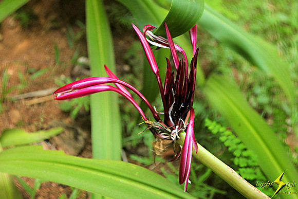 adj_9417_Red lily with colored insect