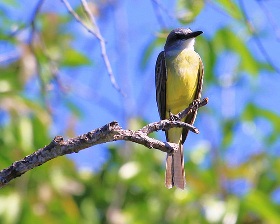 Tropical Kingbird