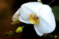 adj_9458_White orchid_zoomed