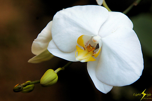 adj_9458_White orchid_zoomed