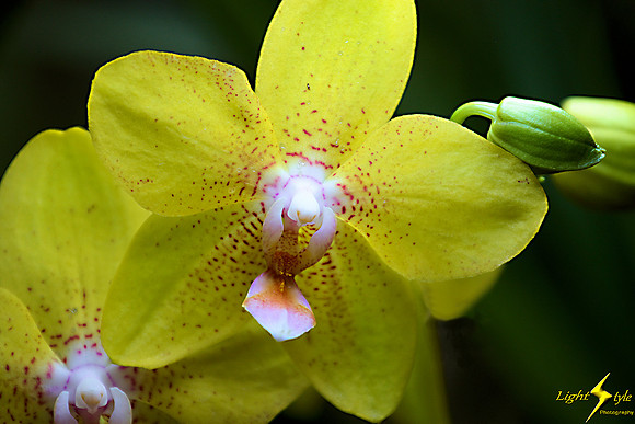 adj_0667_Yellow mottled red orchid_fb