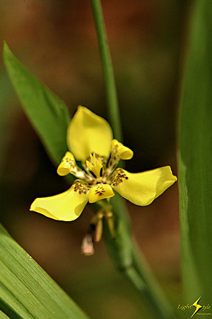 adj_9705_Small yellow orchid+fb