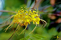 adj_0698_Yellow mimosa_fb