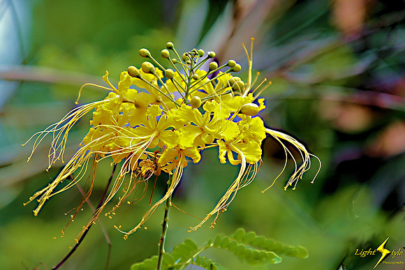 adj_0698_Yellow mimosa_fb