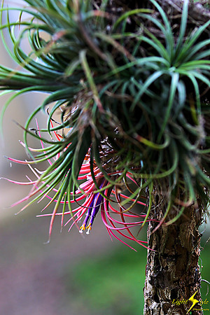 adj_0642_Colored air plant_fb