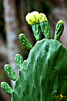 adj_0711_Cactus flowers_fb