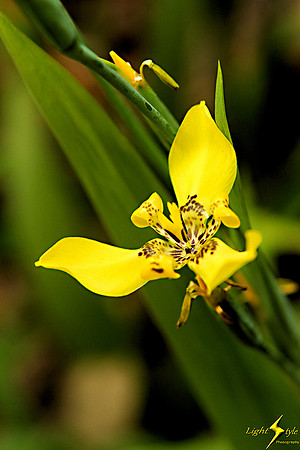 adj_9709_Small yellow orchid_fb