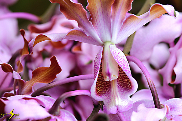adj_0610_Lavender orchid throat_fb