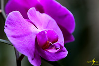 adj_0662_Purple orchid_zoomed_fb