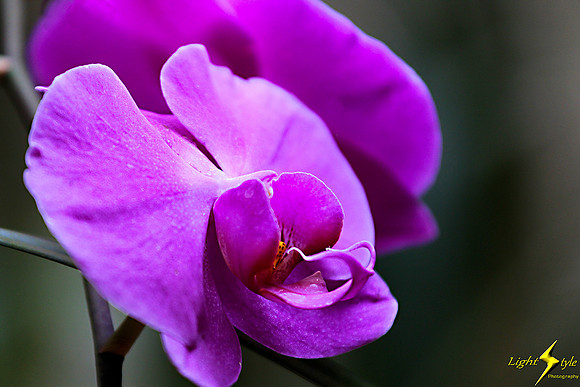 adj_0662_Purple orchid_zoomed_fb