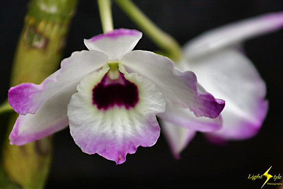 adj_0588_White-purple orchid_fb