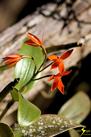 adj_0765_Tiny orange cattleya_fb