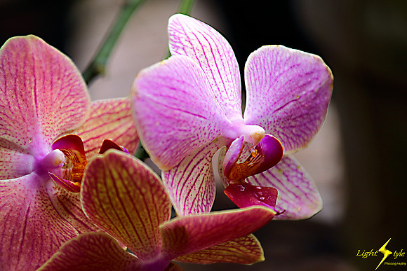 adj_0666_Yellow red striped orchids_fb