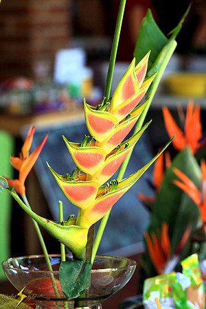 Heliconia
