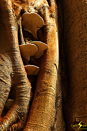 adj_9723_Fungi in fig trunk_fb