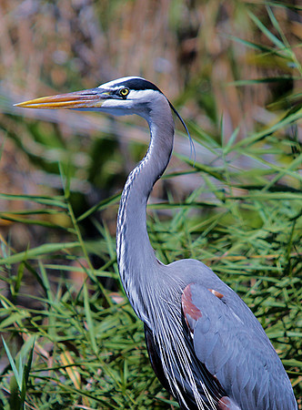 Great Blue Heron