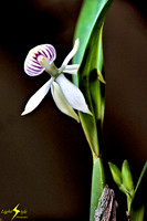 adj_0677_Tiny white purple stripped orchid_fb