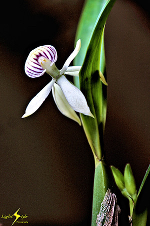 adj_0677_Tiny white purple stripped orchid_fb